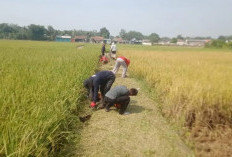 Waspada Musim Kemarau dan Cegah Kebakaran, Pemdes Babat Larang Warga Bakar Sampah Sembarangan 