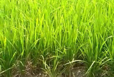 209 Bidang Sawah Diverifikasi untuk Bebas PBB