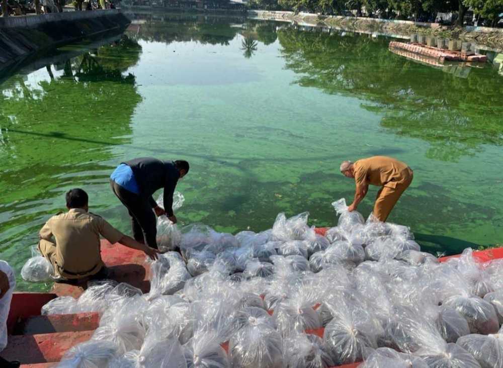 200 Ribu Benih Patin Disebar di Balong Ranca Lentah