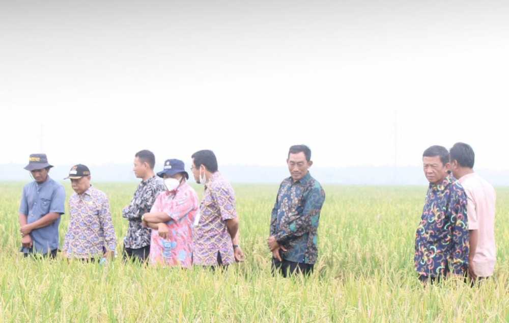 BPP Taksir Harga Panen Petani