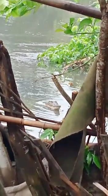 Muncul Desa Pekayon, Pakuhaji, Sedang Memangsa Ayam. Buaya Liar Muncul di Sungai Cirarab