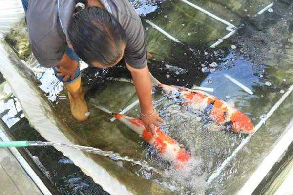 Koi Pasir Ampo Tembus Pasar Internasional