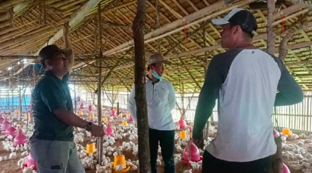 Ternak Ayam Broiler Jadi Inovasi Desa Rawa Rengas