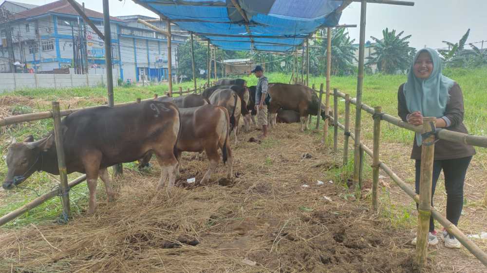 Pemkot Tangsel Siap Kurbankan 45 Ekor Sapi