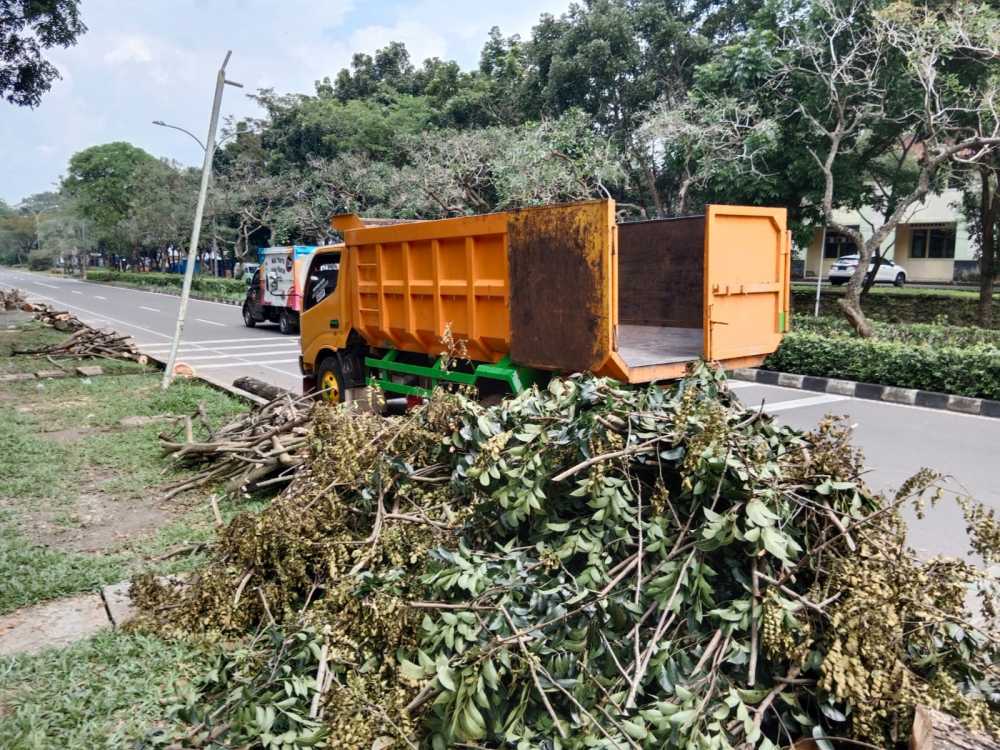 Banyak Penebang Pohon Tanpa Izin, DLHK : Pohon Itu Aset, Harus Ada Izin