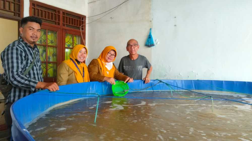 Hikmah Pandemi, Budidaya Udang Vaname Jadi Solusi Warga Solear