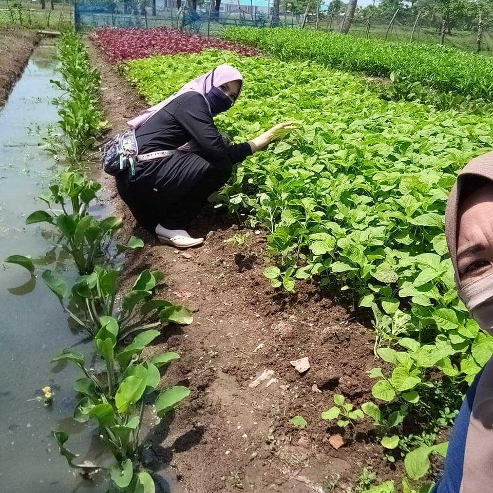 Petani Pakuhaji Terapkan Sistem Demplot