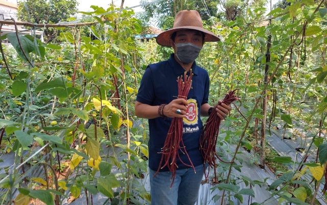 Pemuda Mauk Panen Kacang Panjang Ungu