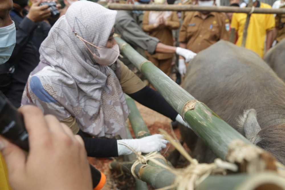 100 Dosis Vaksin PMK untuk Hewan Ternak di Pandeglang