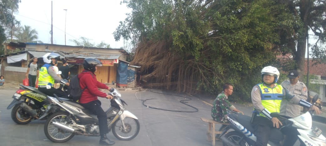 Pohon Berumur Ratusan Tahun Roboh Tutupi Jalan Rangkasbitung-Bogor