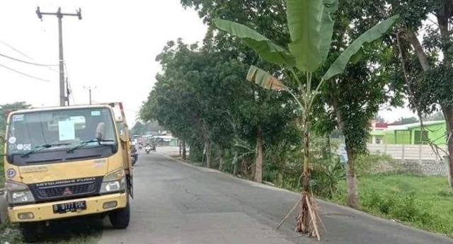 Protes Jalan Rusak, Pohon Pisang Ditanam di Tengah Jalan