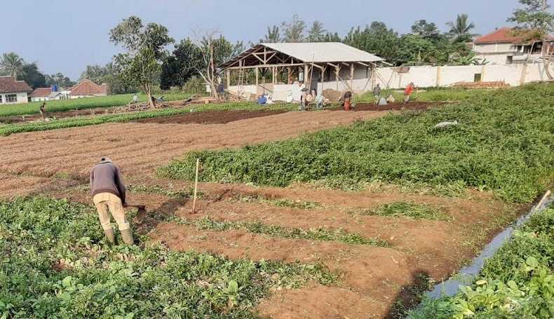 Petani Teluknaga Terkendala Bibit dan Pupuk