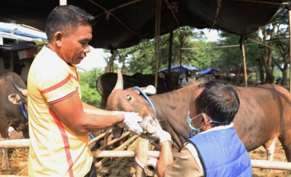 Masyarakat Diminta Selektif Pilih Hewan Kurban