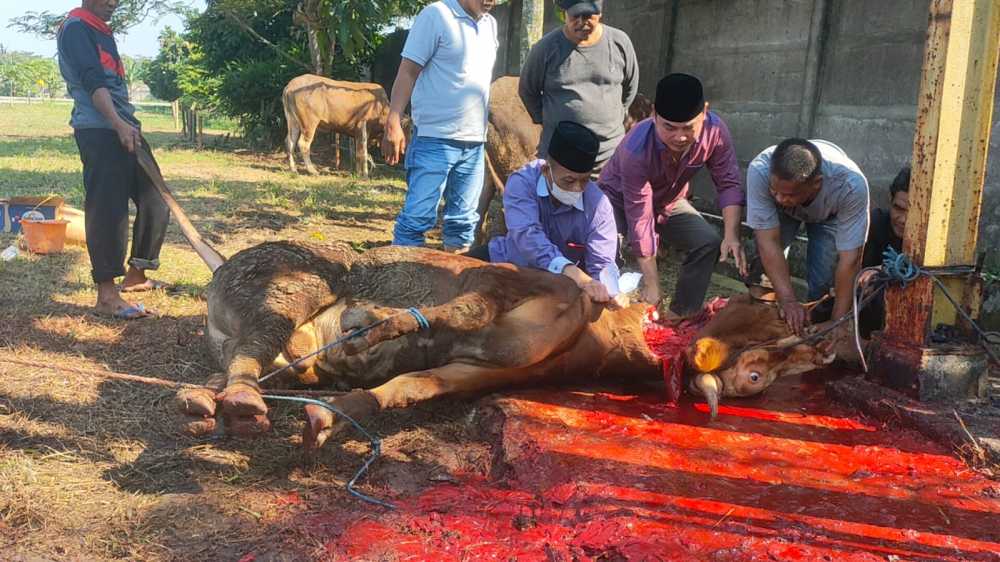 Sapi Limosin Takluk di Tangan Wabup H Mad Romli