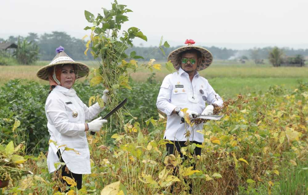 Varietas Migo Sukses, Kabupaten Serang Bersiap Jadi Sentra Kedelai