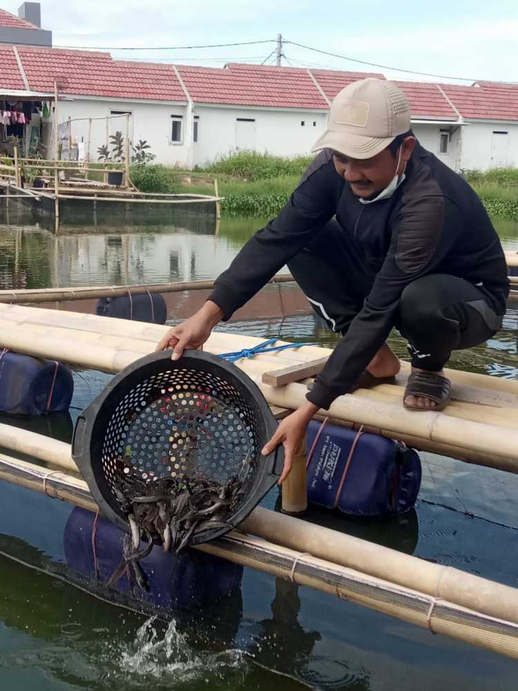 Tandon Air Jadi Tempat Budidaya Lele