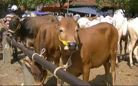 Sapi dan Kerbau Milik Pedagang Terjangkit PMK