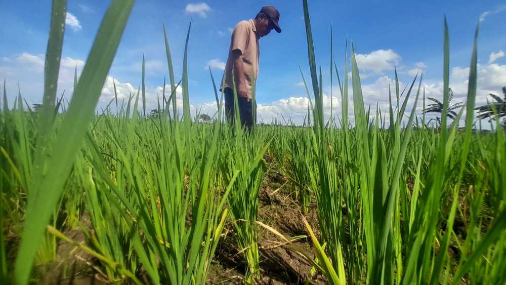 Petani Terancam Gagal Panen Gegara Pembangunan Tanggul Saluran Air Cisadane