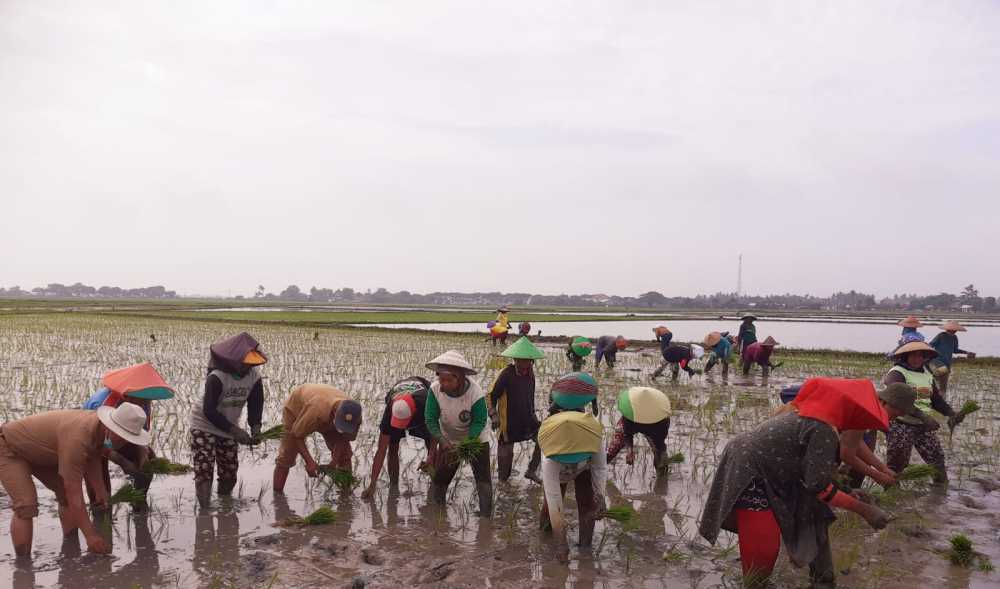 Petani Dapat Pupuk Subsidi Hanya untuk Dua Musim Tanam